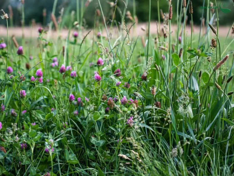 علف هرز شاه تره