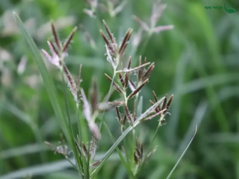 علف هرز پنجه مرغی