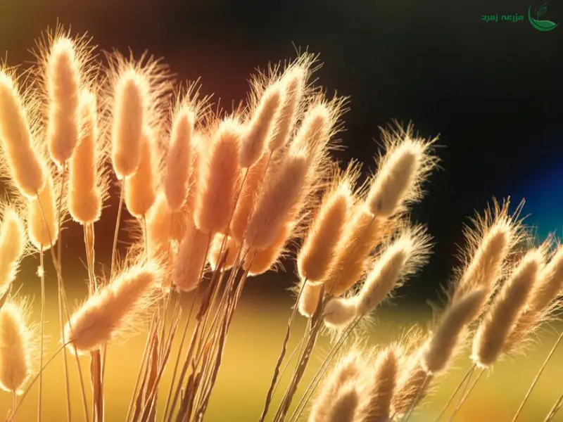 علف هرز گل گندمی