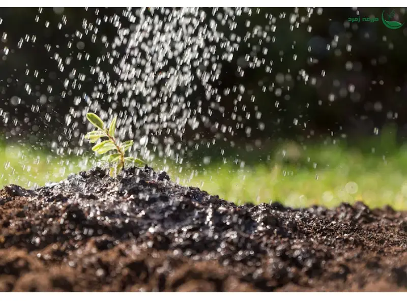 همه چیز درباره آبیاری گیاهان