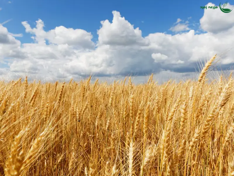 گندم