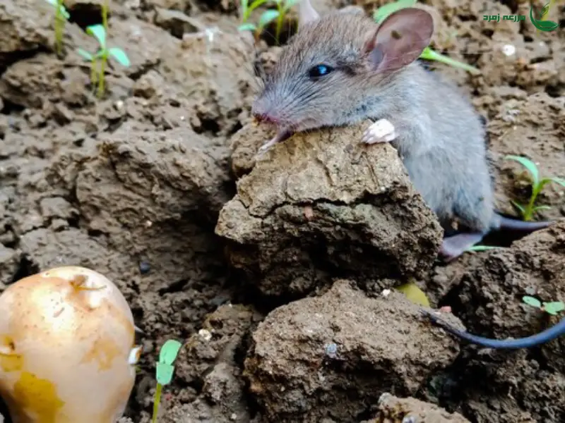 پستانداران