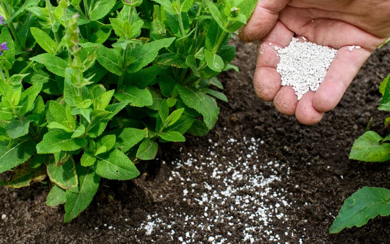 کدام گیاهان به هیومیک اسید نیاز دارند