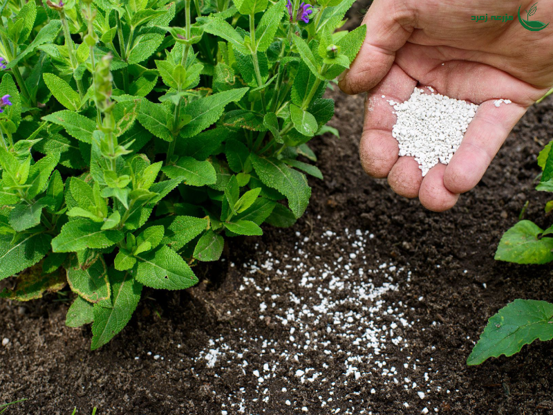 کدام گیاهان به هیومیک اسید نیاز دارند