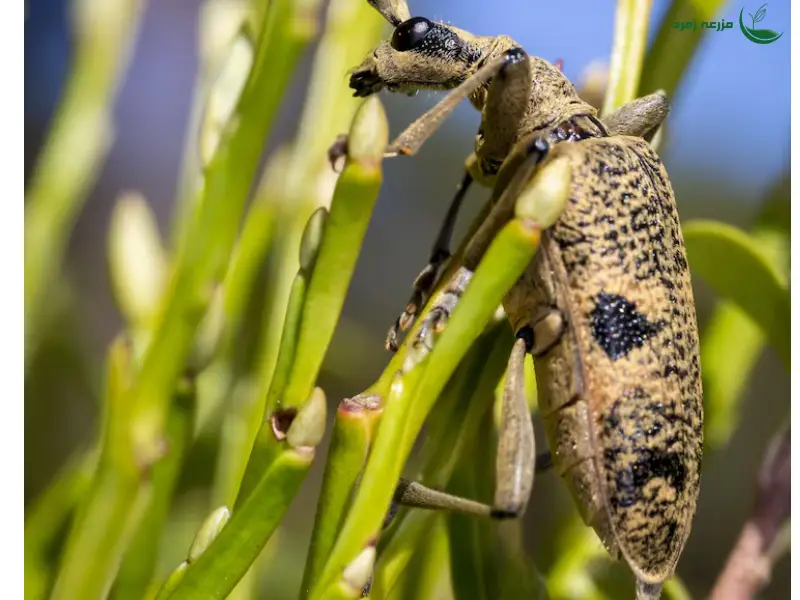 کرم برگخوار