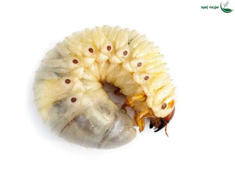 کرم سفید ریشه خوار