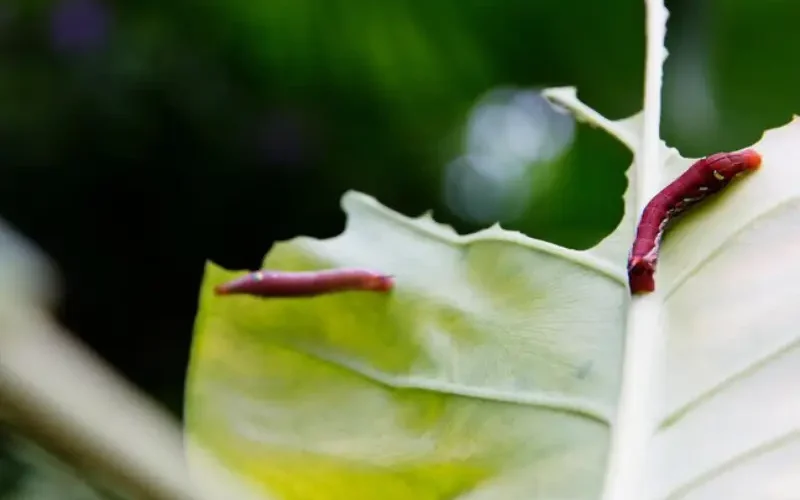 کرم های ریشه خوار و برگخوار