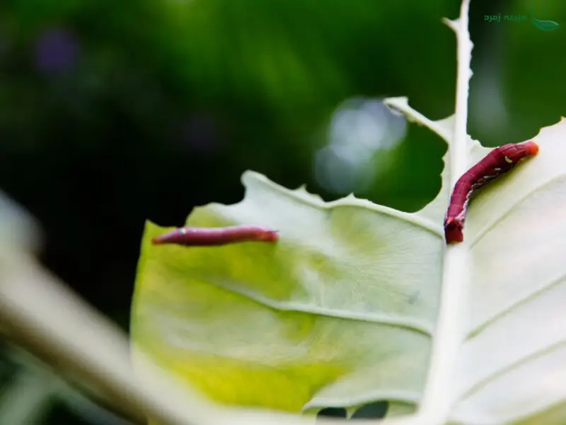 کرم های ریشه خوار و برگخوار