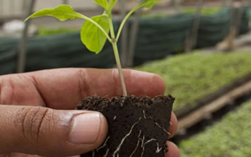 کودهای ریشه_زا برای گیاهان آپارتمانی