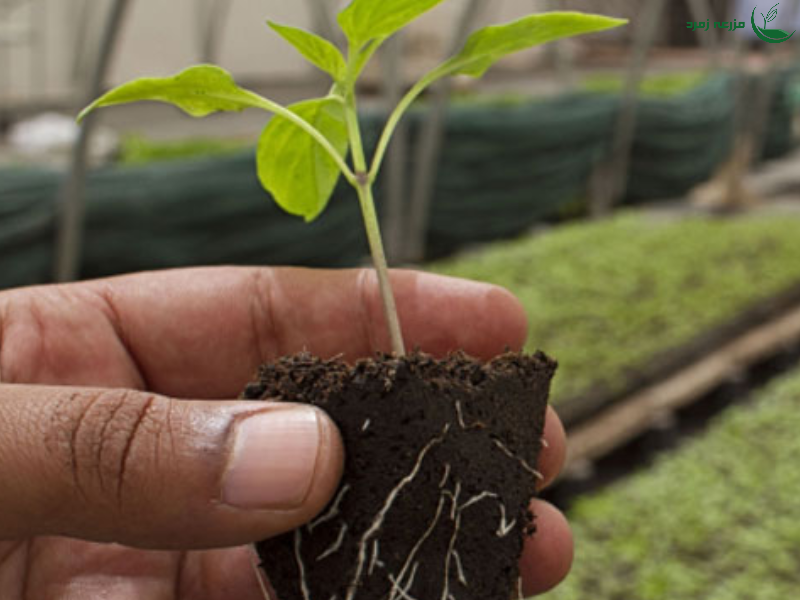 کودهای ریشه_زا برای گیاهان آپارتمانی