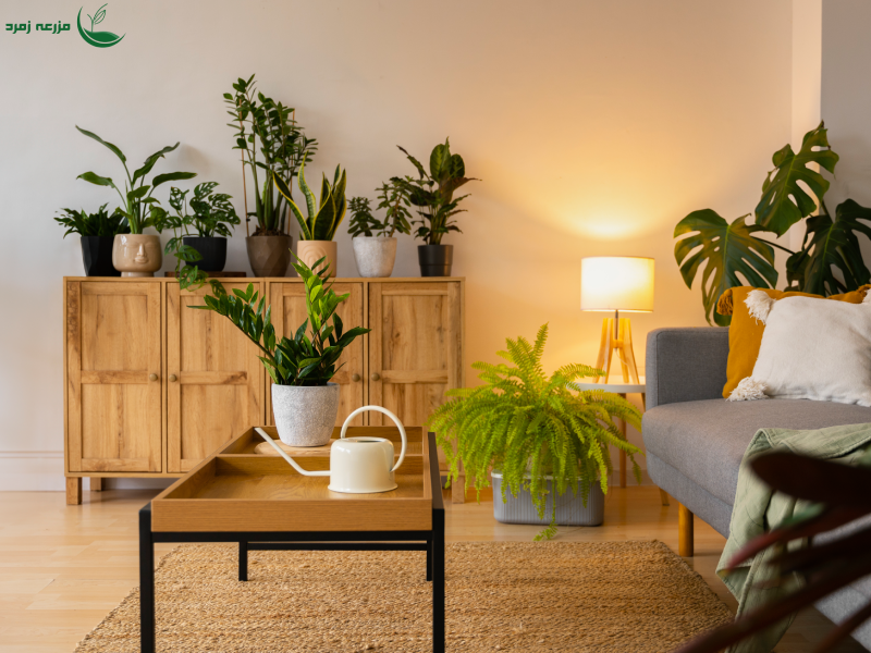 انتخاب گیاه اپارتمانی با توجه به مکان زندگی