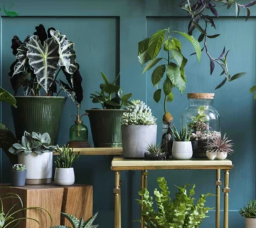 با دانستن معنی و نماد گیاهان آگاهانه هدیه بدهید!