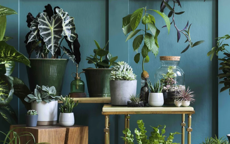 با دانستن معنی و نماد گیاهان آگاهانه هدیه بدهید!