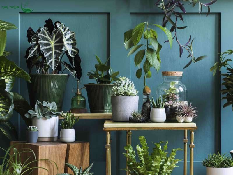 با دانستن معنی و نماد گیاهان آگاهانه هدیه بدهید!