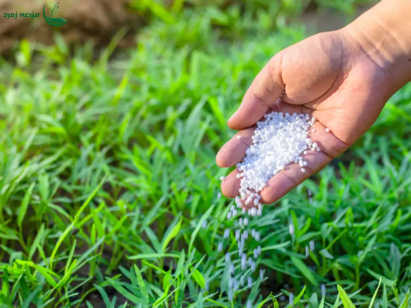 اهمیت زمان‌بندی در کوددهی