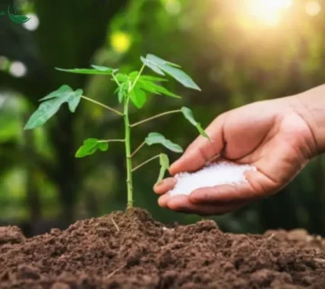 راهنمای جامع انتخاب کود مناسب برای هر فصل