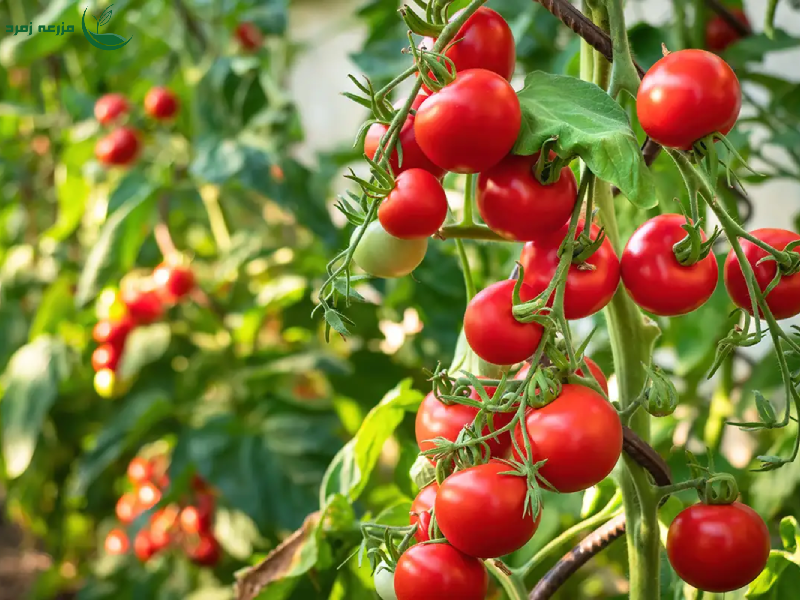 صفر تا صد کاشت گوجه فرنگی