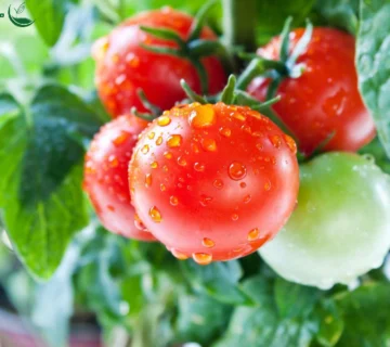 کاشت بذر و نگه داری اولیه