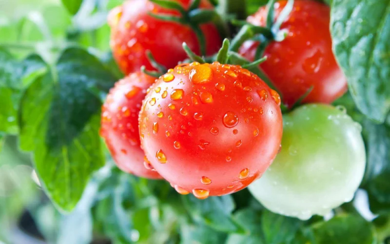 کاشت بذر و نگه داری اولیه