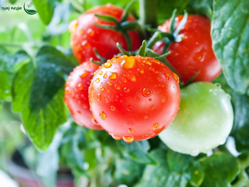 کاشت بذر و نگه داری اولیه