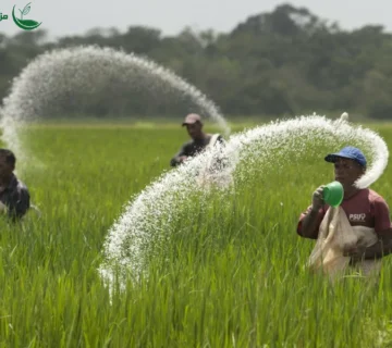 ۱۰ اشتباه رایج کشاورزان در استفاده از کودها و راه‌های جلوگیری از آن
