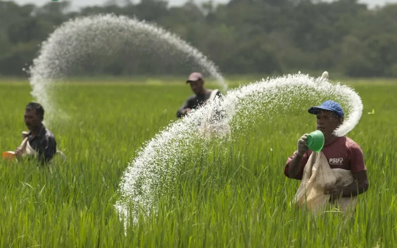۱۰ اشتباه رایج کشاورزان در استفاده از کودها و راه‌های جلوگیری از آن