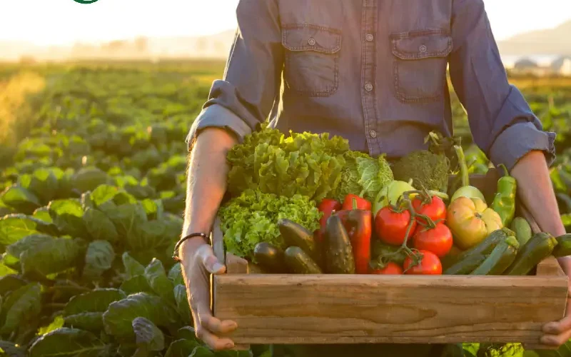 آبیاری سبزیجات در عصرگاه (با احتیاط)