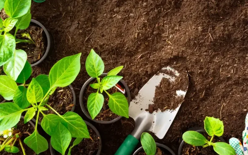 ابزار و مواد مورد نیاز برای آماده سازی خاک باغچه پاییزی