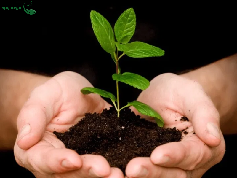 برداشت محصول فقط یک ایستگاه است؛ مسیر درختکاری همچنان ادامه دارد