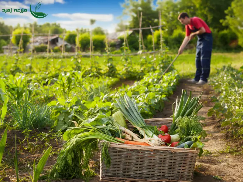 بهترین زمان آبیاری سبزیجات در تابستان