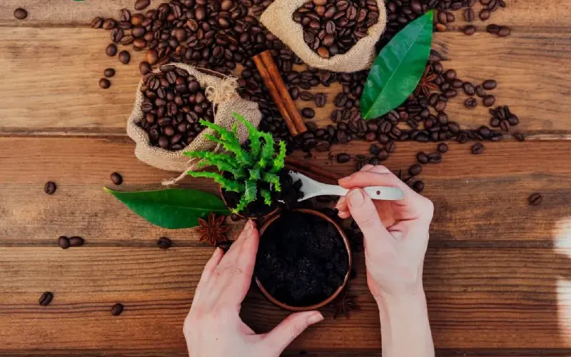 تاثیر تفاله قهوه بر انواع گیاهان مختلف