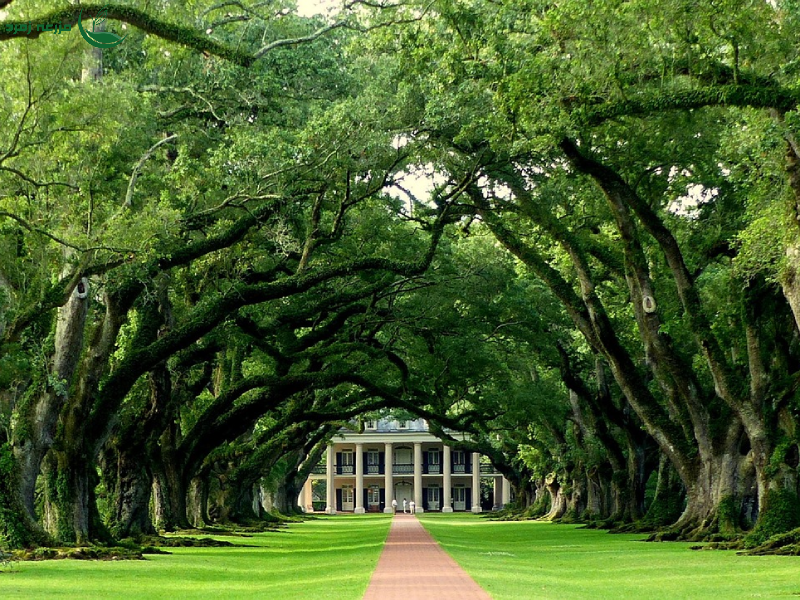 درختکاری را خراب نکنید! ۳ خطای کشنده در مرحله کاشت