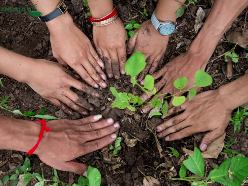 درختکاری را قورت بده! 3 راز طلایی کاشت، داشت و برداشت برای شروع قدرتمند
