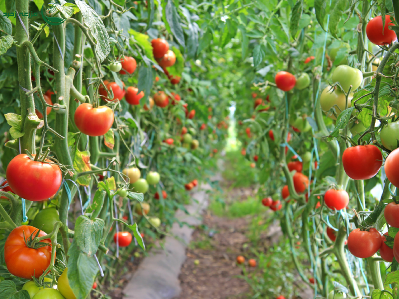 دیگر نگران کمبود آب نباشید! کشت گلخانه‌ای پاسخ است