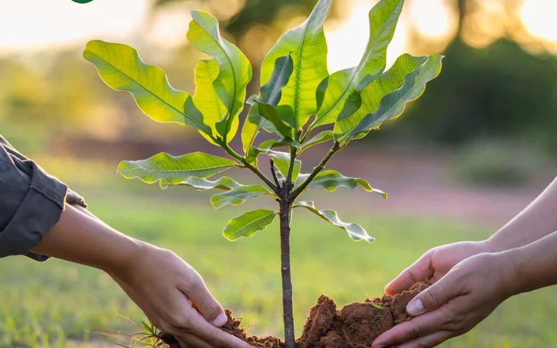 رمی‌خواهید درختکاری پربار داشته باشید؟ این اصل طلایی آماده‌سازی زمین را فراموش نکنید