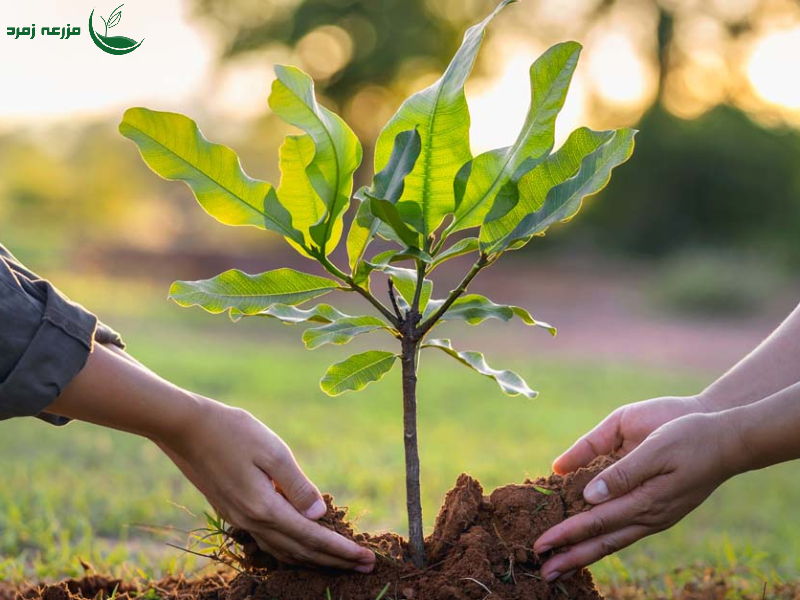رمی‌خواهید درختکاری پربار داشته باشید؟ این اصل طلایی آماده‌سازی زمین را فراموش نکنید