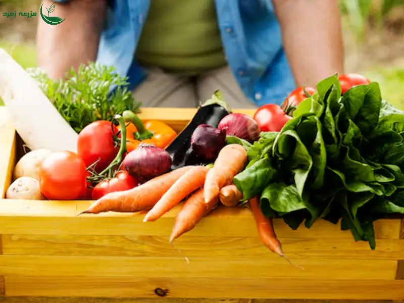 صبح زود؛ بهترین زمان برای آبیاری سبزیجات