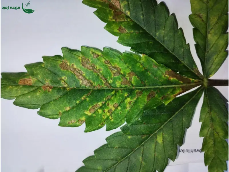 علائم کمبود نیتروژن در گیاهان و روش های رفع آن