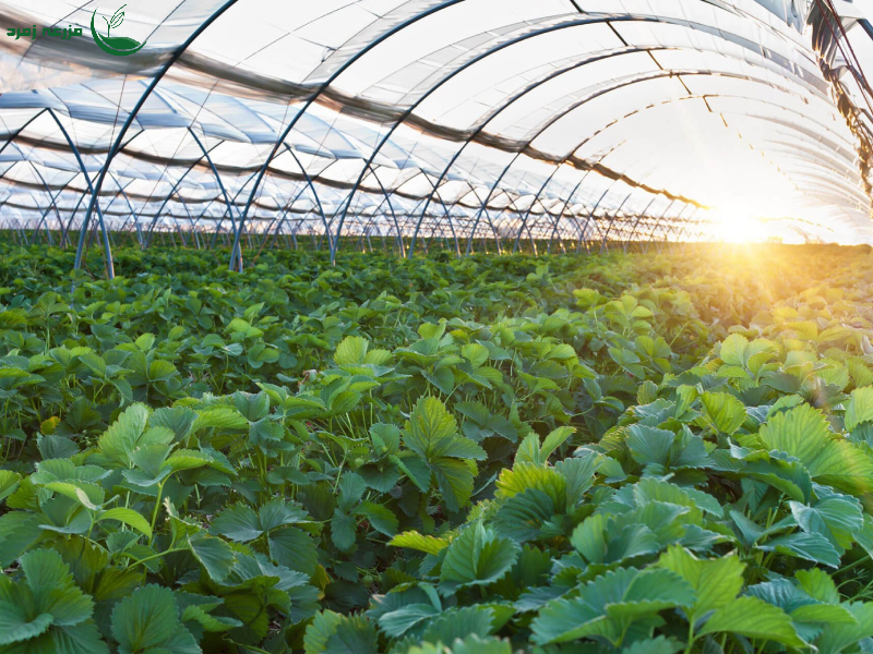 مزایای کشت گلخانه‌ای در شرایط کم‌آبی
