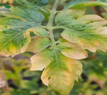 نشانه های کمبود مواد غذایی در گیاهان که نباید نادیده بگیرید