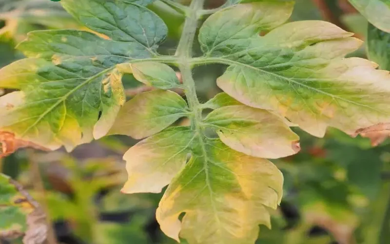 نشانه های کمبود مواد غذایی در گیاهان که نباید نادیده بگیرید