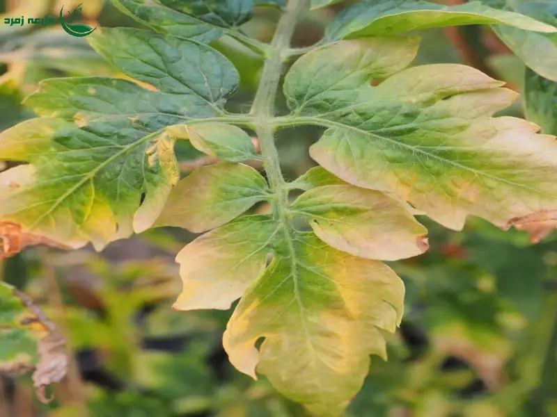 نشانه های کمبود مواد غذایی در گیاهان که نباید نادیده بگیرید