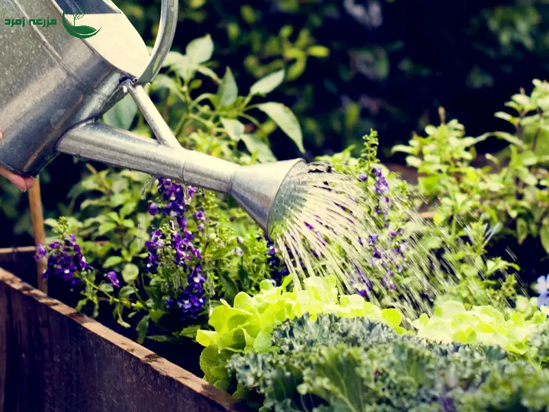 پرهیز از آبیاری سبزیجات در وسط روز