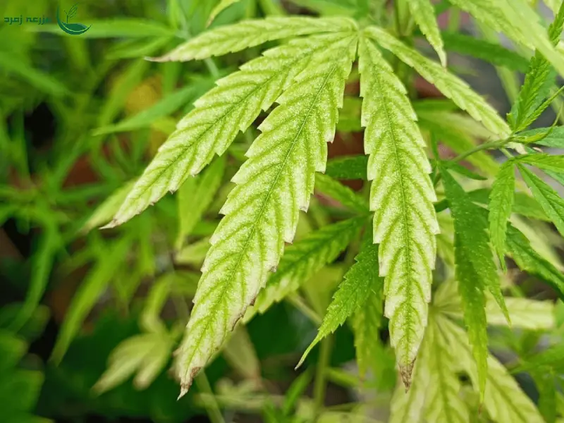 کمبود مواد مغذی گیاهان( منیزیم )