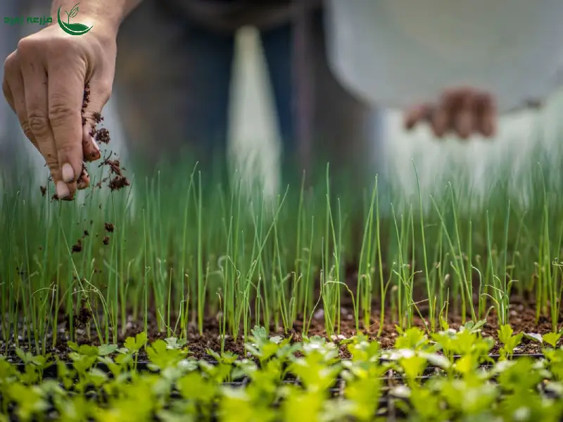 کودهای زنده چیست؟