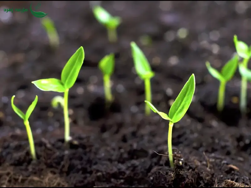 آمینه اسید چیست و چه نقشی در گیاهان ایفا می‌کند؟