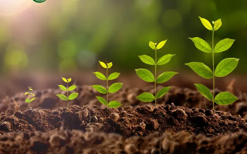 تقویت سیستم ایمنی گیاه و مقابله با بیماری‌ها