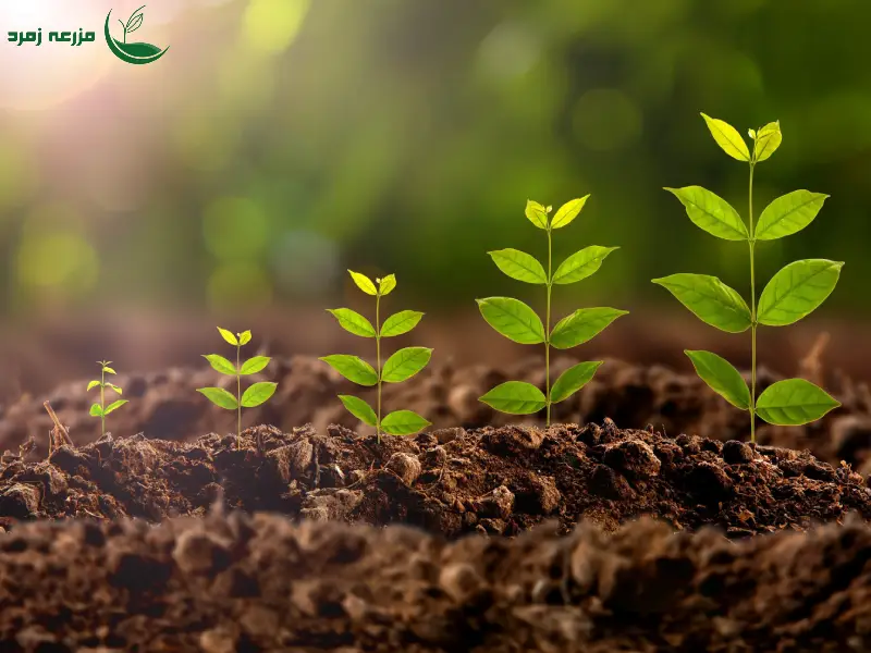 تقویت سیستم ایمنی گیاه و مقابله با بیماری‌ها