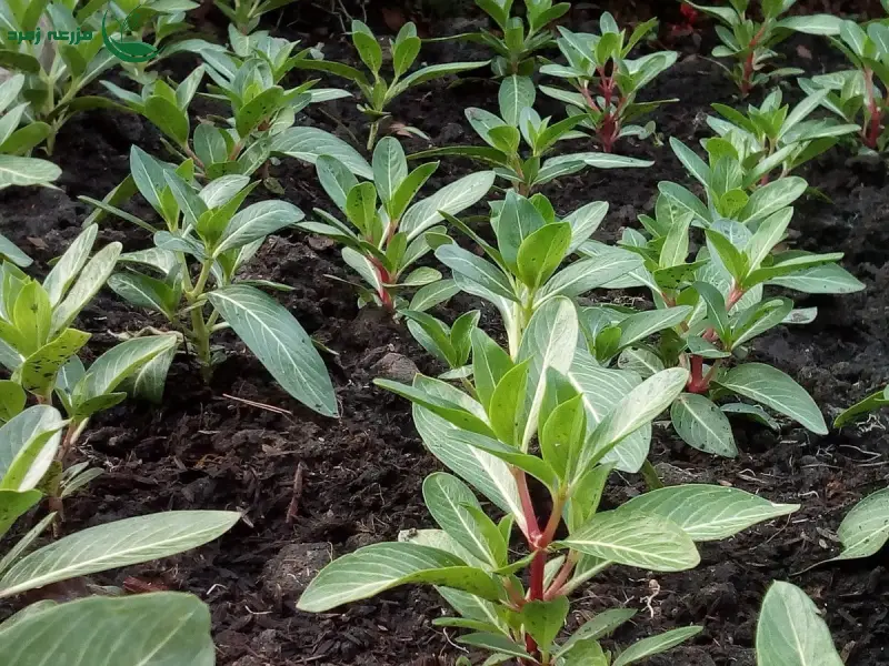 رشد سریع‌تر با آمینه اسیدها