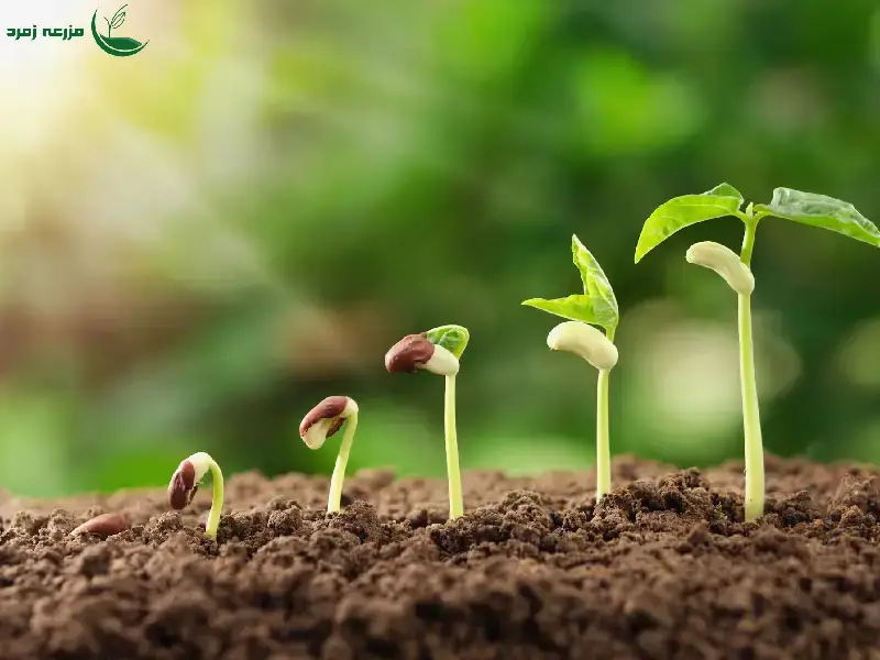 چطور آمینه اسیدها باعث تقویت رشد و مقاومت گیاهان می‌شوند؟